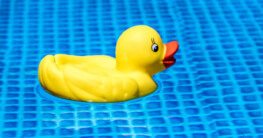Ente, die in einem Pool schwimmt.